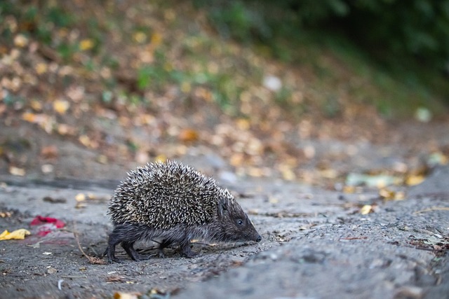 前中國國家 前中國國家